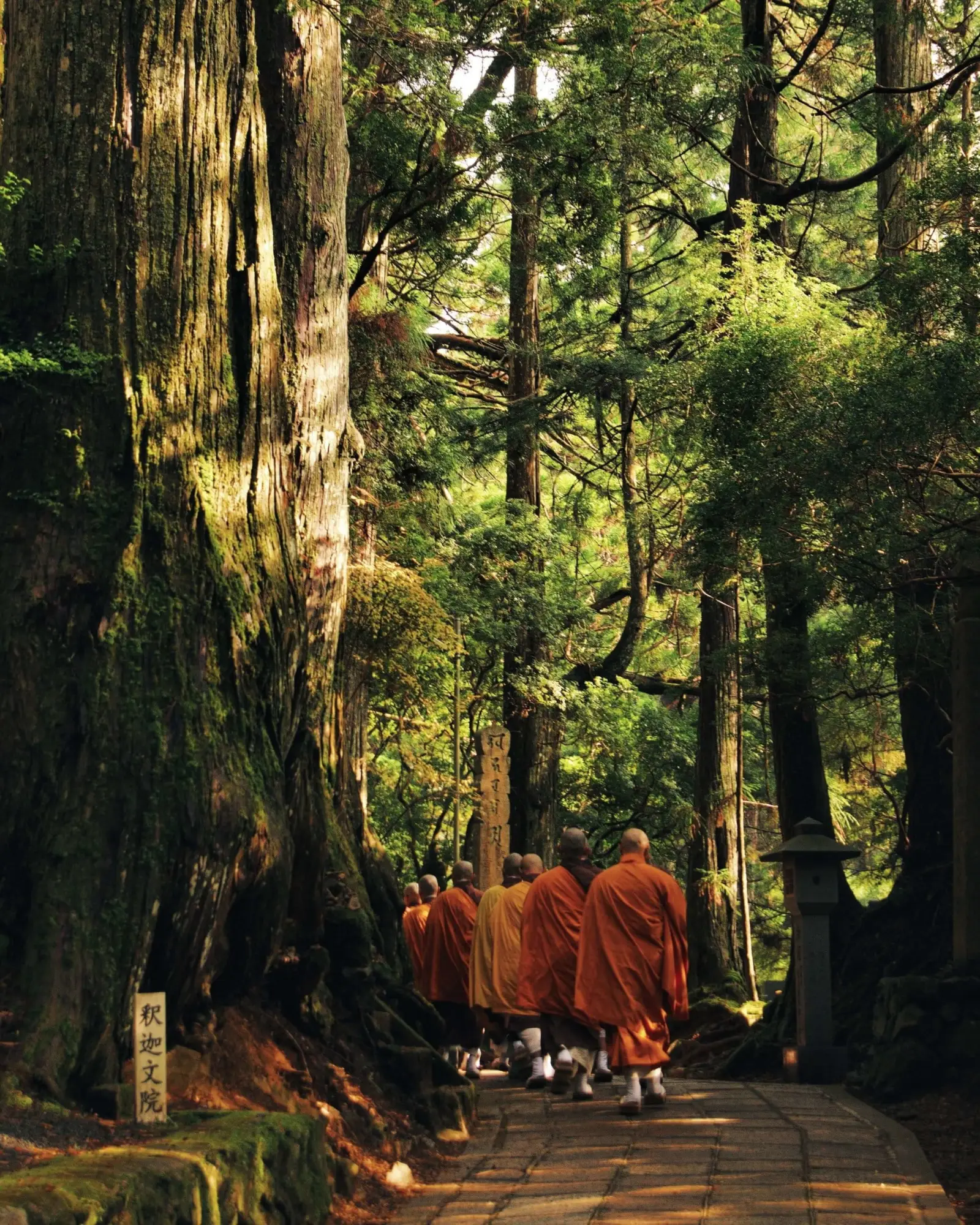 Monks walking through the cedar forest on Mount Koya, Japan
